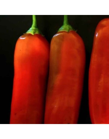 Aji Delight Chili Pepper, Sweet Pepper, No Heat, Peru, South American Pepper Seeds - [ Shop Canadian Seeds Online ]  - Pepper Se