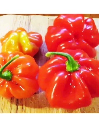 Ají Dulce Cachucha, Latin American, Venezuelan Pepper, Sweet Pepper Seeds - [ Shop Canadian Seeds Online ]  - Pepper Seeds - 