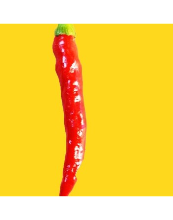 Kung Pao Pepper, Asian, Thai, and Sichuan, Hot  Pepper Seeds - [ Shop Canadian Seeds Online ]  - Pepper Seeds - 