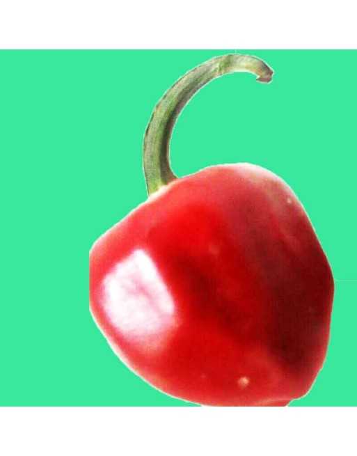 Mexico Jingle Bell Mirasol Pepper Seeds, Chile Bola, Mild, Ball Chili, Mexican Type - [ Seed2Go.ca ] - [Seed Packets] - Pepper S