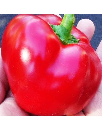 Capriglio Rosso Paprika, Topepo Rosso, Mini Red Peppers , Capriglio d'Asti in Piedmont, Italy, Snack and Stuffing Pepper Seeds -