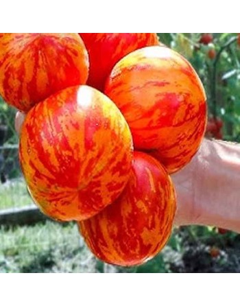 Red Zebra Tomato Seeds, North American Hybrid - [ Shop Canadian Seeds Online ]  - Tomato Seeds - 