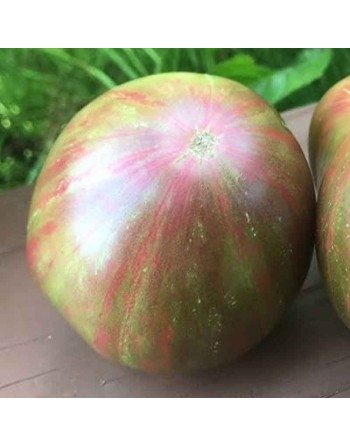 Pink Berkeley Tie Dye Beefsteak Tomato, Hybrid, Cross of Green Zebra and Cherokee Purple - [ Shop Canadian Seeds Online ]  - Tom