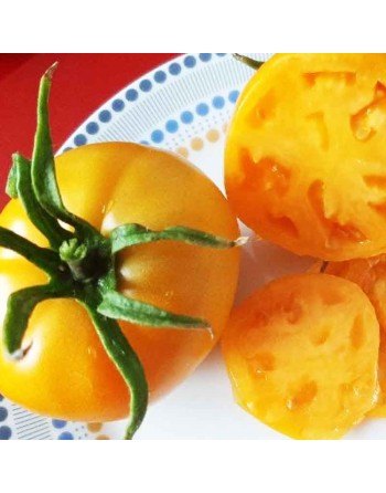 Kellogg's Breakfast Tomato, Beefsteak, North American, Best Heirloom by Sunset Magazine - [ Seed2Go.ca ] - [Seed Packets] - Toma