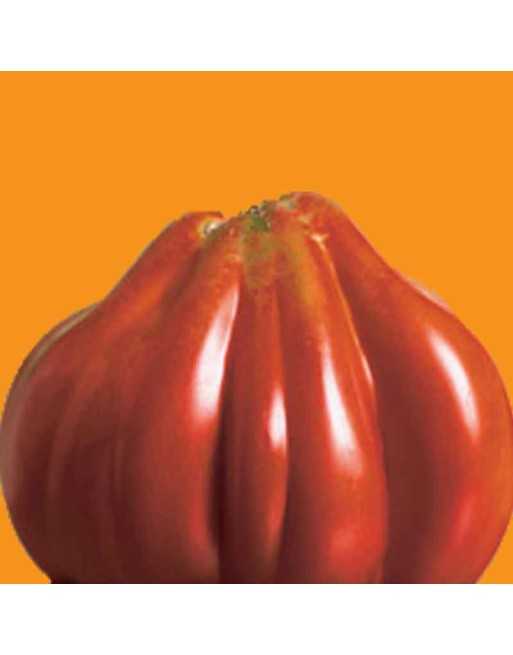 Ann Goldman Italian/Amercian Heritage Tomato, Pear Tomato, Paste Tomato Seeds - [ Seed2Go.ca ] - [Seed Packets] - Tomato Seeds -