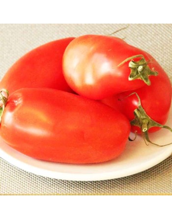 Organic San Marzano, Determinate, Paste, Traditional Italian Tomato Seeds - [ Shop Canadian Seeds Online ]  - Tomato Seeds - 