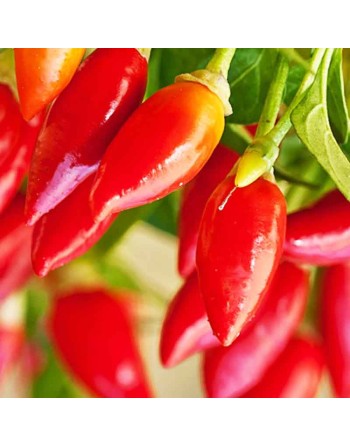 Firecracker Pequin Pepper, Hot Pepper, Ornamental Pepper - [ Seed2Go.ca ] - [Seed Packets] - Pepper Seeds