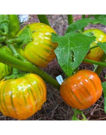 Turkish Eggplant Seeds, Orange, Solanum aethiopicum - [ Shop Canadian Seeds Online ]  - Eggplant - 