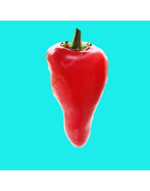 Piquillo Spanish Sweet Pepper, Little Beaks, Spicy & Sweet, Northern Spain Pepper Seeds - [ Shop Canadian Seeds Online ]  - Pepp