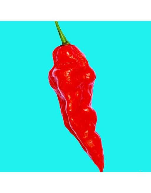 Aji Rico F1, AAS Winner, Low Mild Pepper Seeds, Paprika Pepper Seeds - [ Shop Canadian Seeds Online ]  - Pepper Seeds - 