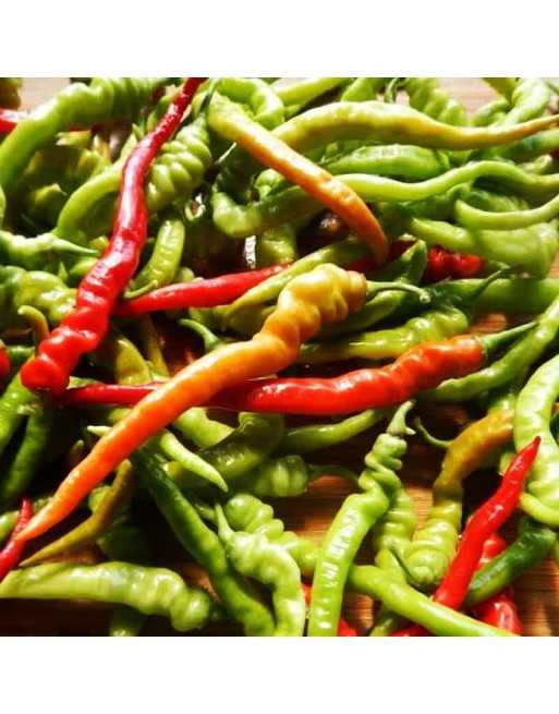 Italian Bergamo Milan Cigarette Pepper, Italy Pepper Seeds, Sweet Pepper - [ Shop Canadian Seeds Online ]  - Pepper Seeds - 