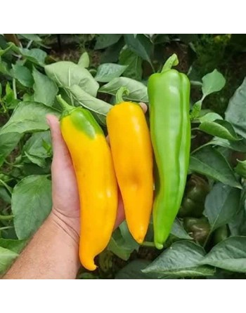 Marconi Golden Yellow Pepper, Sweet Pepper Seeds - [ Seed2Go.ca ] - [Seed Packets] - Pepper Seeds - 