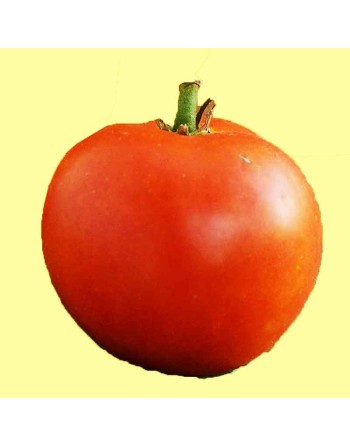 Greek Slicing Tomato, Rare Variety, Tomato Seeds, Thessaloniki, Greece - [ Seed2Go.ca ] - [Seed Packets] - Tomato