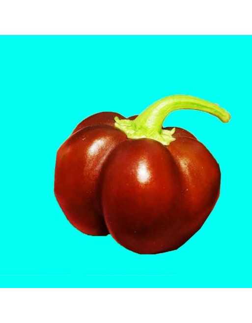 Mini Chocolate Bell Pepper, Sweet Pepper Seeds, Stuffing Pepper - [ Seed2Go.ca ] - [Seed Packets] - Pepper Seeds