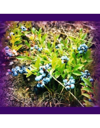 Blueberry Fruit, Low Bush Type, Native, Blueberry Seeds - [ Seed2Go.ca ] - [Seed Packets] - Blueberry - 