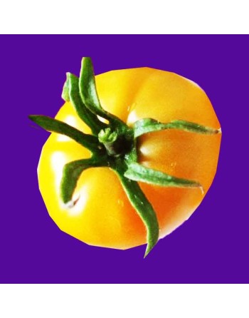Kellogg's Breakfast Tomato, Beefsteak, North American, Best Heirloom by Sunset Magazine - [ Seed2Go.ca ] - [Seed Packets] - Toma