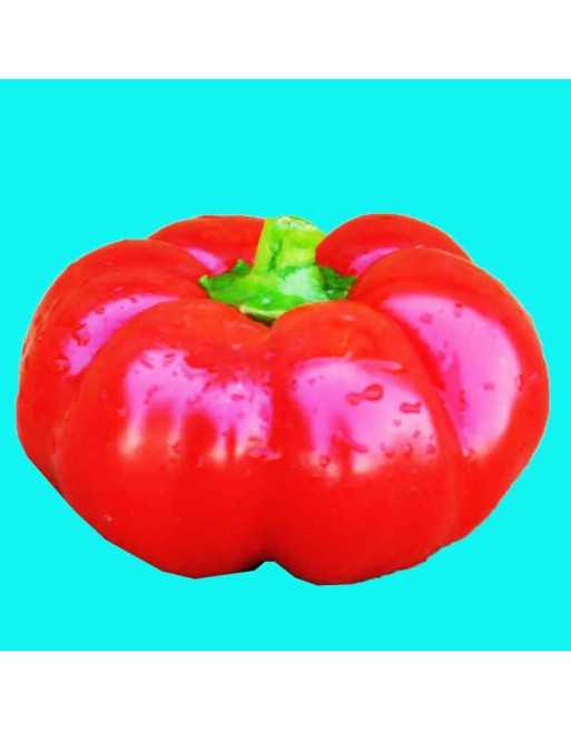 Capriglio Rosso Paprika, Topepo Rosso, Mini Red Peppers , Capriglio d'Asti in Piedmont, Italy, Snack and Stuffing Pepper Seeds -