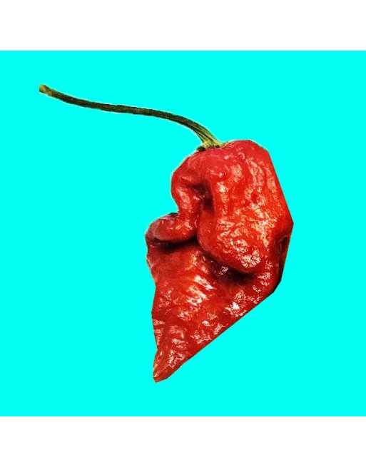 7 Pot Cinder Super Hot Pepper Seeds, Big Black Mama and Madballz, Cousin of Ghost Pepper - [ Shop Canadian Seeds Online ]  - Pep