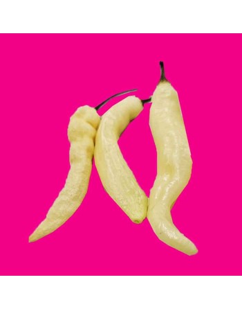 Blondie Chilli Pepper, Rare, Cousin of Aji Limo, Capsicum Baccatum, Mild Pepper Seeds, Scandinavian - [ Shop Canadian Seeds Onli