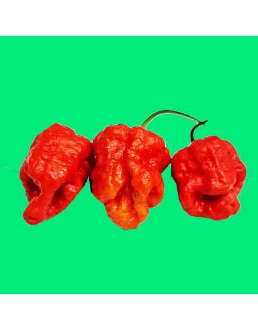 Armageddon F1, Hybrid, Super-Hot Pepper Seeds, Cousin of Carolina Reaper, British Pepper - [ Shop Canadian Seeds Online ]  - Pep