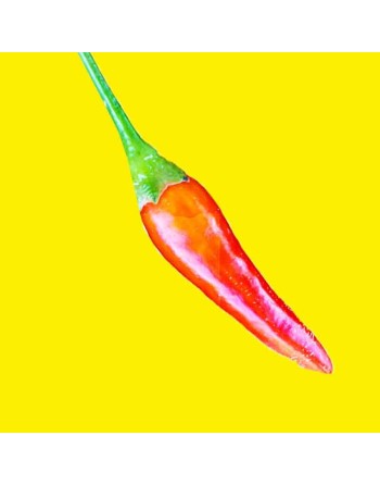 Orange Cayenne Chili Pepper, Hot Chili Pepper Seeds, Bolivia Origin - [ Shop Canadian Seeds Online ]  - Pepper Seeds - 