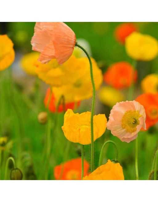 Mixed Color Poppy, Flowers, Flower Seeds - [ Seed2Go.ca ] - [Seed Packets] - Poppy