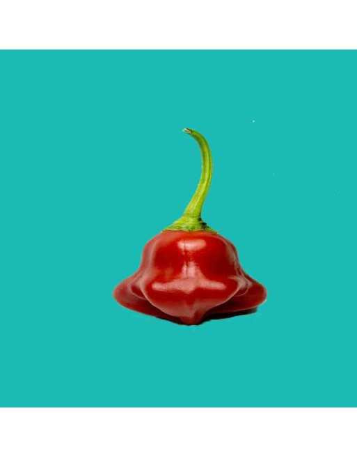Aji Flor, Bishops Crown, Ubatuba Cambuchi Red/Green/Orange Brazilian Pepper, Sweet Pepper Seeds - [ Seed2Go.ca ] - [Seed Packets