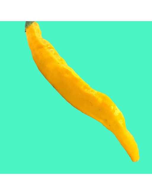 Aji Guyana Lemon Pepper, South American Pepper Seeds, Mild Pepper - [ Shop Canadian Seeds Online ]  - Pepper Seeds - 