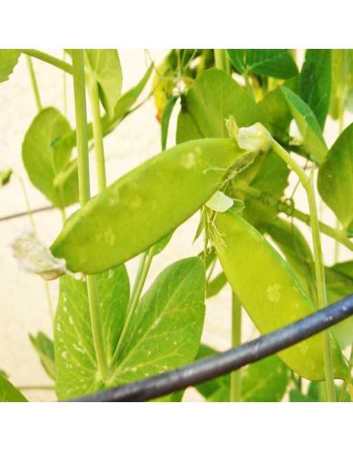 Earliest of All Alaska Shelling Pea, Heavy Yielder, Early Pea Seeds - [ Shop Canadian Seeds Online ]  - Bean/Pea - 