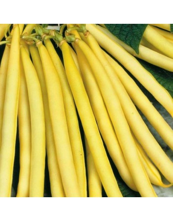 Yellow Stringless Bush Bean, Black Seeds, Long Tasty Beans - [ Seed2Go.ca ] - [Seed Packets] - Bush Beans - 