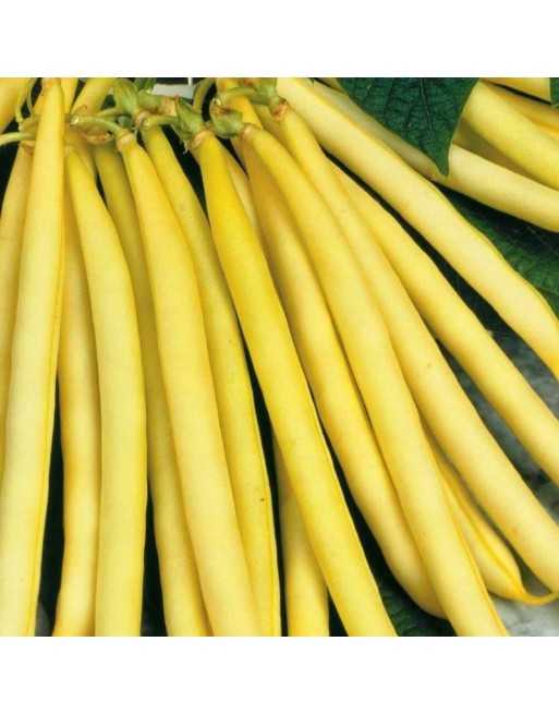 Yellow Stringless Bush Bean, Black Seeds, Long Tasty Beans - [ Seed2Go.ca ] - [Seed Packets] - Bush Beans - 