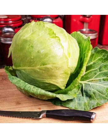 Golden Acre Cabbage, Coleslaw or Stir-Fry Cabbage Seeds, North American - [ Shop Canadian Seeds Online ]  - Cabbage - 