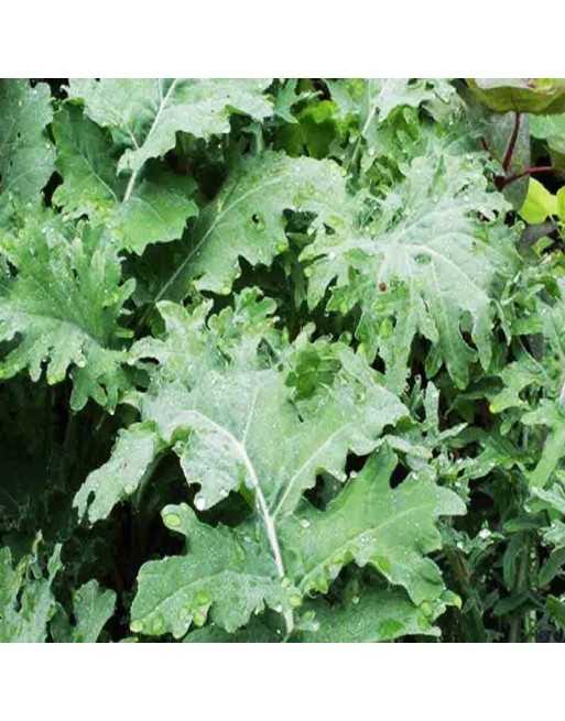 White Russian Kale, Rugged Jack Kale, Russian - [ Shop Canadian Seeds Online ]  - Kale - 