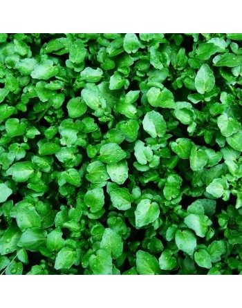 True Aqua Watercress Spice, Large Leaf Variety, Watercress Seeds - [ Seed2Go.ca ] - [Seed Packets] - Herb Seeds - 