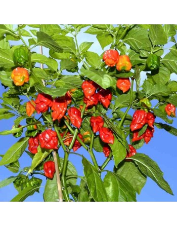 Red Carolina Reaper, Worlds Champion Hottest Pepper in the World, Rocky Balboa!  Pepper Seeds - [ Shop Canadian Seeds Online ]  