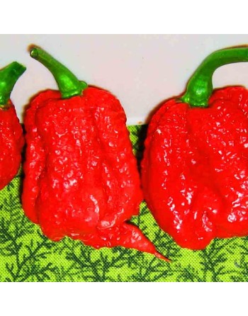 Red Carolina Reaper, Worlds Champion Hottest Pepper in the World, Rocky Balboa!  Pepper Seeds - [ Shop Canadian Seeds Online ]  