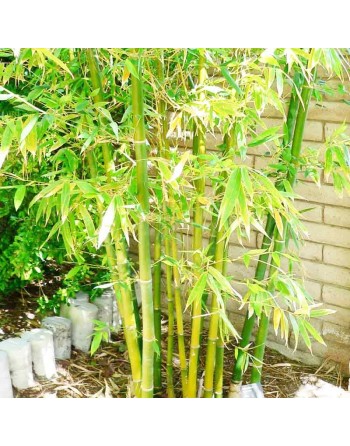 Ching Quat, Bamboo Leaf, South Kalimantan Bambusa, Indonesian, South Green, Green Stem - [ Shop Canadian Seeds Online ]  - Spina
