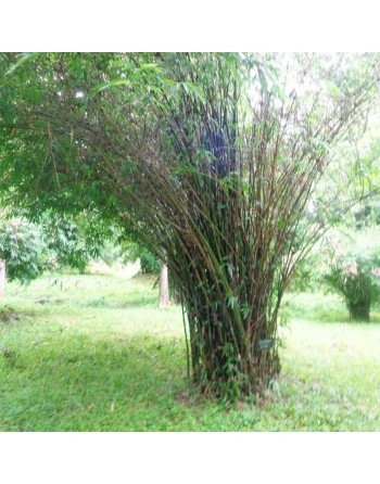 Ching Quat, Bamboo Leaf, South Kalimantan Bambusa, Indonesian, South Green, Green Stem - [ Shop Canadian Seeds Online ]  - Spina