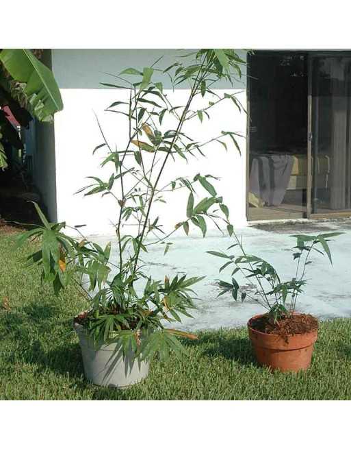 Ching Quat, Bamboo Leaf, South Kalimantan Bambusa, Indonesian, South Green, Green Stem - [ Shop Canadian Seeds Online ]  - Spina