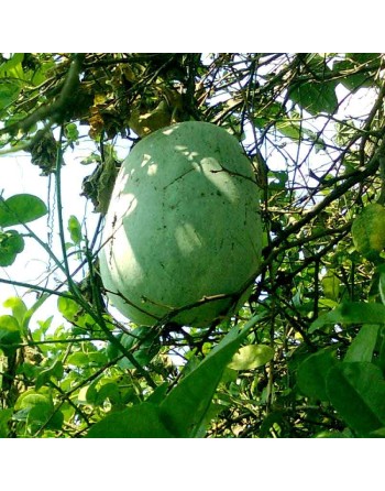 Ash Gourd, Southeast Asian Seeds, Winter Gourd Seeds - [ Shop Canadian Seeds Online ]  - Gourds - 