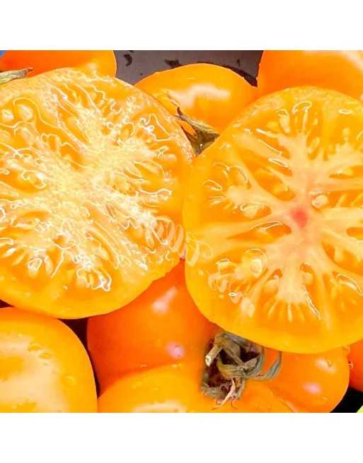 Banjan Rumi Tomato, سور بنجان, Afghanistan Tomato Seeds - [ Seed2Go.ca ] - [Seed Packets] - Tomato Seeds - 