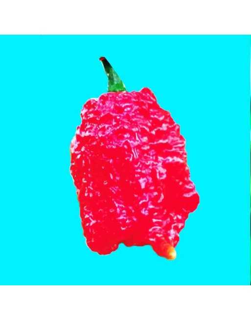 7POT Borg 9, Super Hot Pepper Seeds, United Kingdom, Hybrid, 7 Pot Bubblegum and Naglah - [ Shop Canadian Seeds Online ]  - Pepp