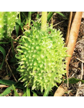 West Indian Gherkin Cucumber Seeds, Cucumis Anguria, Africa & South America - [ Shop Canadian Seeds Online ]  - Cucumber - 