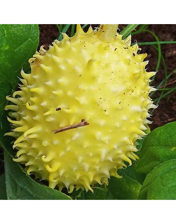 West Indian Gherkin Cucumber Seeds, Cucumis Anguria, Africa & South America - [ Shop Canadian Seeds Online ]  - Cucumber - 