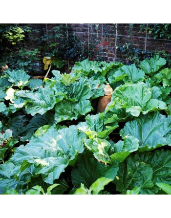 Rhubarb, Victoria, Create Homemade Pie, Rhubarb Seeds - [ Shop Canadian Seeds Online ]  - Rhubarb - 