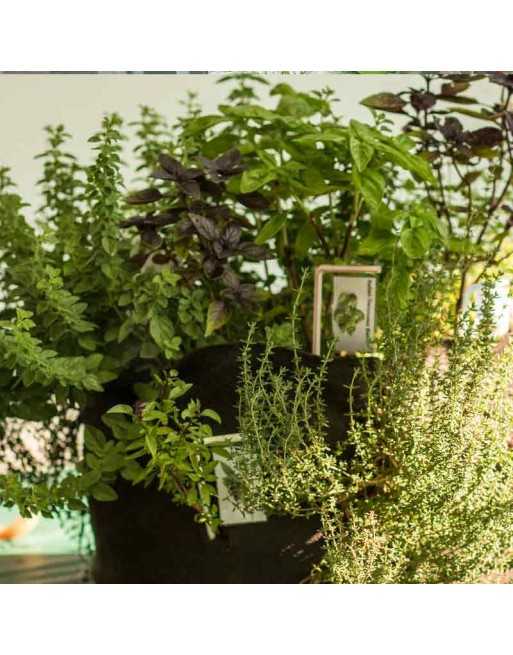 Culinary Mix of Herb III, Cilantro, Dill, Cumin, Hera, Lemon Balm, Basil - [ Seed2Go.ca ] - [Seed Packets] - Herb Seeds - 