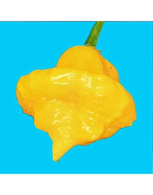 Lemon Scotch Bonnet, Lemon Citrus Flavour, Hot Pepper Seeds - [ Shop Canadian Seeds Online ]  - Pepper Seeds - 