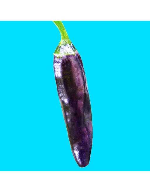 Purple Marconi Pepper Seeds, Sweet Pepper - [ Seed2Go.ca ] - [Seed Packets] - Pepper Seeds - 