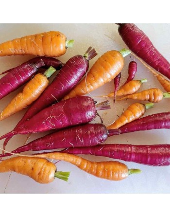 Purple Danver Carrot, Cosmic, Yellow/Orange Interior, Danver Type - [ Shop Canadian Seeds Online ]  - Carrot - 