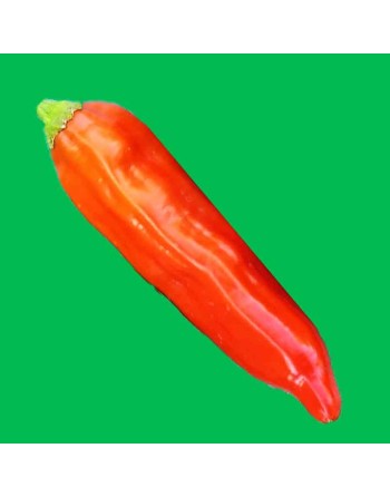 Aji Delight Chili Pepper, Sweet Pepper, No Heat, Peru, South American Pepper Seeds - [ Shop Canadian Seeds Online ]  - Pepper Se